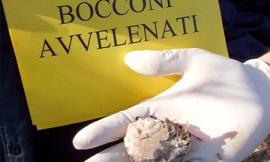 Esche avvelenate uccidono i gatti in via Marchetti a Macerata: i cittadini si appellano al Sindaco