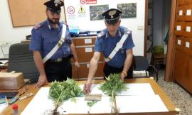 Ha il "pollice verde", ma lo usa per coltivare marijuana: nei guai 40enne di Montefano