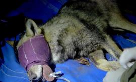 Wolfnet 2.0, catturata una femmina di lupo. Ora sono due i lupi monitorati via satellite nel Parco