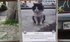 Monte Volpino: una targa per ricordare Brontolo, il gatto di quartiere
