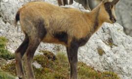 Parco Nazionale dei Monti Sibillini: la reintroduzione del Camoscio appenninico tra i migliori progetti d’Europa