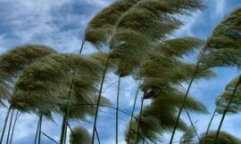 Allerta meteo per vento forte sulle Marche