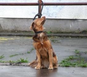 Abbandoni il tuo cane: condanna penale