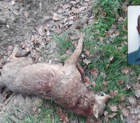 INTERVISTA - La LAC contro Acquaroli: "La caccia al lupo è illegale, la sua Giunta tutela i bracconieri"