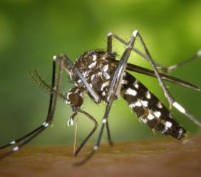 Zanzare, disinfestazione a Pioraco con insetticida 'naturale': "Non saranno utilizzati solventi"