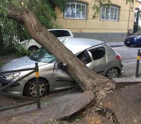 Temporale con caduta alberi: responsabilità del Comune per il risarcimento danni alle automobili