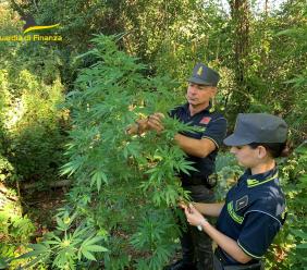 Venti piante di marijuana coltivate nell'orto di casa: maxi sequestro a Penna San Giovanni