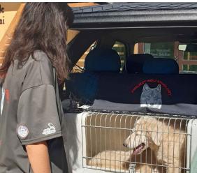 Cani pastore abruzzesi per la salvaguardia delle greggi: speciale consegna al parco dei Sibillini