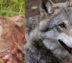 Mogliano, lupi nell'allevamento di bovini: ucciso e sbranato un vitello, è allarme