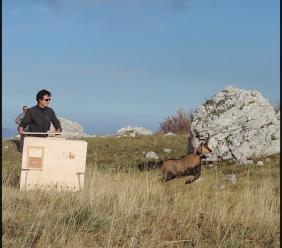 Il camoscio Vettore trova casa nel parco del Sirente Velino
