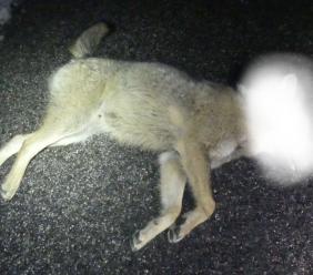 Investiti tre lupi del Parco dei Sibillini: due sono deceduti