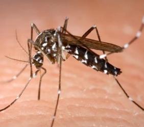 Caso Dengue ad Appignano, il sindaco: “Subito attivate le misure di prevenzione”