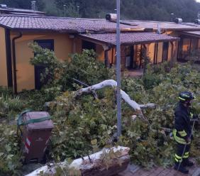Il forte vento sferza le province di Macerata e Ancona: a Muccia albero si abbatte su una Sae