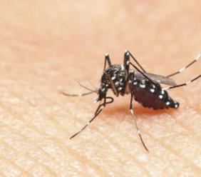 Marche, "non esiste al momento un'emergenza Dengue": riunione operativa del Gores