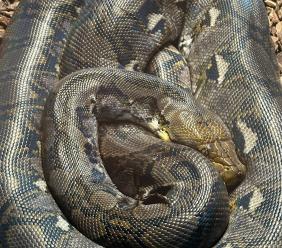 Al Parco zoo di Falconara arriva il pitone reticolato, uno dei serpenti più lunghi al mondo