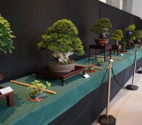 Civitanova dal sapore di Giappone: mostra Bonsai al Lido Cluana