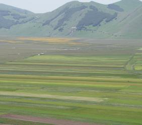 Fioritura Castelluccio 2025: date, accessi, parcheggi e navette per visitare i Piani in sicurezza