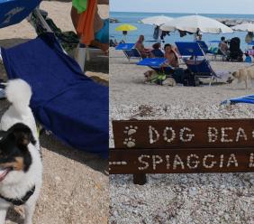 "A Porto Recanati la dog beach più bella della riviera": in spiaggia a prendere la tintarella sono...i cani (FOTO)