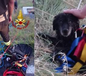 Corridonia, cane precipita in un pozzo per 4 metri: a salvarlo sono i vigili del fuoco
