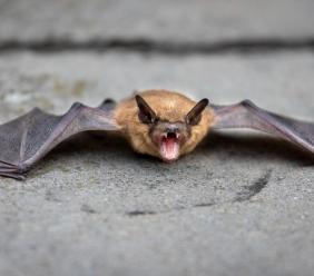 Esanatoglia, rete in una casa abbandonata uccide una colonia di pipistrelli: "Crudeltà non necessaria"