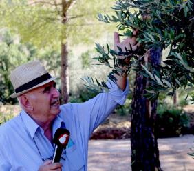 Pollenza, racconti dalla terra: l'Ulivo. I rimedi dell'agronomo Pasquali per combattere la 'mosca' e la siccità (FOTO e VIDEO)