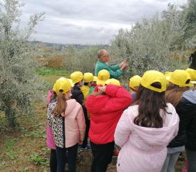 Olio, Coldiretti Marche: “Annata di alta qualità ma serve sostegno per il futuro del settore”