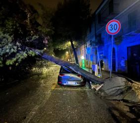 Macerata, grosso pino sradicato dal vento si abbatte su un'auto in sosta: strada chiusa (FOTO)