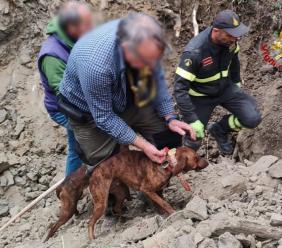 San Ginesio, cani da caccia restano intrappolati nella tana di un istrice: salvati dai vigili del fuoco (FOTO)