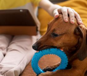 Gli animali a casa dei piccoli pazienti oncologici: un concerto benefico per la pet therapy