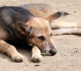 "Regala il calore di una casa: adotta un cane per Natale"