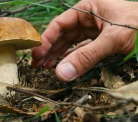 San Severino, al via il corso per il tesserino dei funghi: iscrizioni aperte fino al 31 ottobre San Severino, al via il corso per il tesserino dei funghi: iscrizioni aperte fino al 31 ottobre
