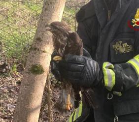 Valfornace, poiana rimane intrappolata in una recinzione: intervengono i vigili del fuoco