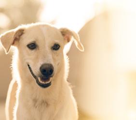 È possibile richiedere un risarcimento danni per la procurata morte dell’animale di affezione?