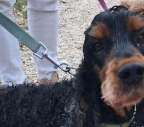 Pollenza, cane cade nel fiume Potenza: salvato dai vigili del fuoco