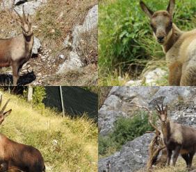 Fiastra, due nuovi esemplari per il Museo del Camoscio: i Sibillini raccontati attraverso la fauna