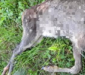 Capriolo decapitato e lasciato davanti casa del referente Lac: “Atto intimidatorio”