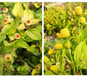 Acquaponica e innovazione: lo studio di Unicam sulla jambù conquista la rivista “Plants”