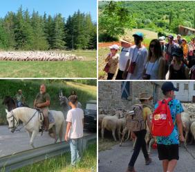Grande successo per "la Transumanza",  due giorni da pastori nei Sibillini immersi nella natura