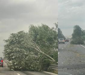 Forti raffiche di vento nel Maceratese: albero caduto in superstrada, disagi alla circolazione