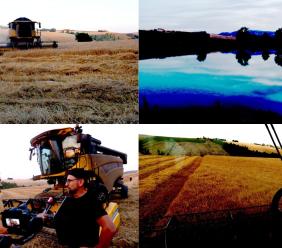 Dura come il grano, dorata come i campi: la stagione della trebbiatura nel Maceratese (FOTO e VIDEO)
