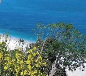 Paura in spiaggia: tre feriti per la caduta di un albero, recuperati via mare
