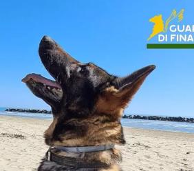 La Finanza dice addio a Fancy: cane antidroga da record