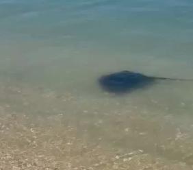 Razza davanti allo chalet Il Vascello di Porto Recanati