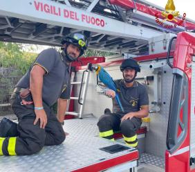 Montefano: i Vigili del Fuoco riportano a terra Spaiky, il pappagallo volato su un albero