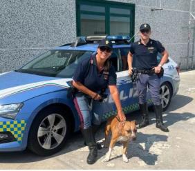 L'auto sbanda in A14, pitbull trasportato in modo pericoloso: multato il conducente