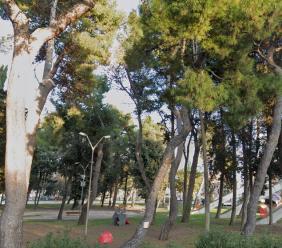 Civitanova, Dipende da Noi contro il progetto del Varco sul Mare: "Una mattanze di alberi, ma solo 20 sono malati"