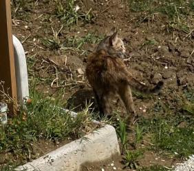 “Escrementi dei gatti sulla tomba di mia figlia, colonia felina fuori controllo al cimitero di Macerata" (FOTO)