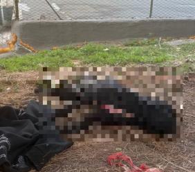 Poliziotto spara e uccide un pitbull: "Difesa personale". La proprietaria: "Lo tenevo dal collare"