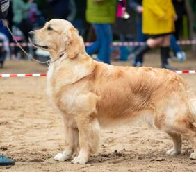 Civitanova, arriva il primo “Dog Day”: una giornata dedicata agli amici a quattro zampe
