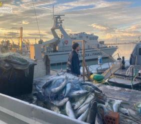Pesca illegale: sequestrati 300 kg di pesce, sanzioni per 20mila euro